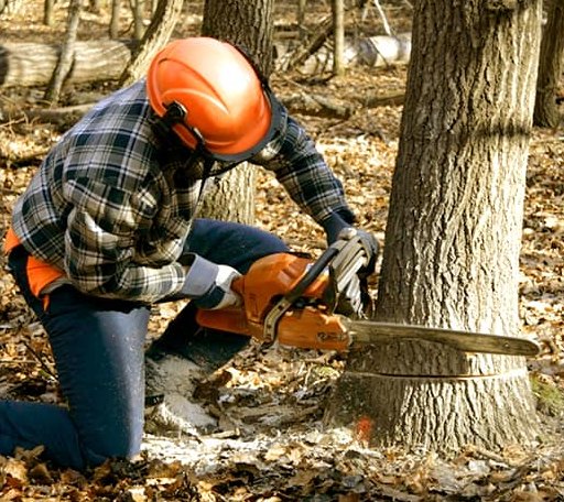 Tree Removal in Volant, PA